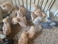 Chickens — الصورة 5