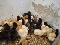 Chickens — 写真 3