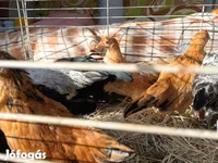 Japanisches Bantam — Foto 6