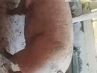 Ana donuz, Donuzlar — foto 1