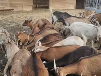 母山羊, Alpine goat — 照片 1