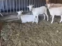 Koza, Pomellata goat — fotografija 3