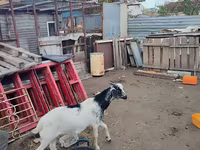 Koza, Kamori goats — fotografija 7