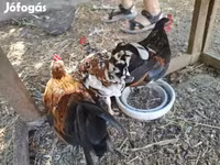 Japanese Bantam — photo 2