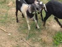 Ziegenbock, Nubian Goat — Foto 6