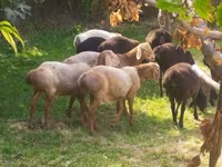 Qoyunlar (partiya, cinsi göstərilməyib), Arashan sheep — foto 1