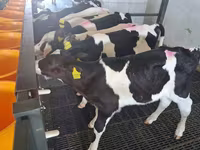 Buğa, Russian Black pied cattle — foto 1