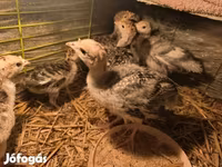 Turkeys — Foto 5