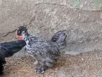 Chickens — fotografija 2