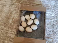 Chickens — fotografija 2