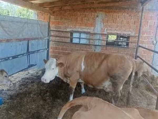 Krowa, French Simmental cattle — Węgry
