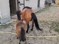 母马, Horses — 照片 6