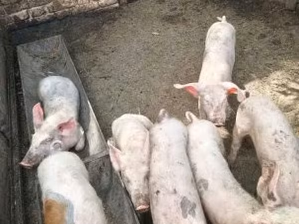 Pigs (batch, sex not specified), Pigs