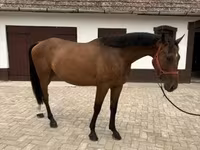 घोड़ा, Hungarian horse breed — फ़ोटो 1
