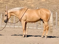Pastuv, Quarter Horse — fotografija 1