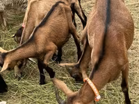 تيس, Alpine goat — الصورة 2