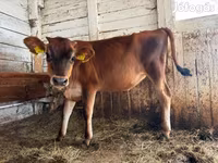 Kuh, Jersey-Rasse — Foto 4