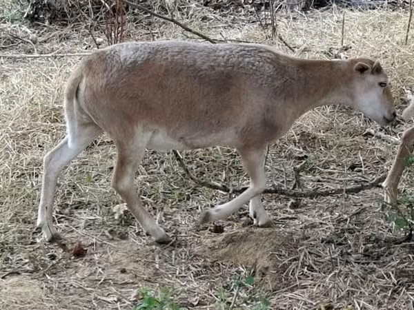 Baran, Dorper sheep