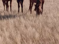 Kobyła, Horse breed — zdjęcie 5