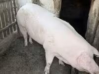 خنزيرة, Крупная белая — الصورة 6