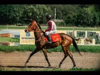 Kobila, Arabian horse — fotografija 1