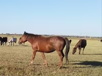Бие, Kazakh horse — 1-сурет
