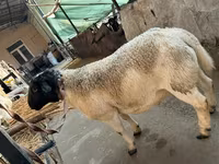 Ovan, Dorper sheep — fotografija 3