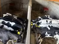 公牛, Russian Black pied cattle — 照片 3