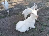 Cabra, Saanen goat — foto 3