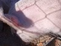 خنزيرة, الخنازير — الصورة 5