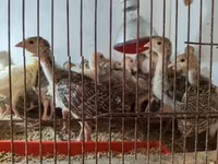 Turkeys — foto 1