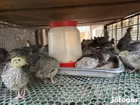 Quails — fotografija 2