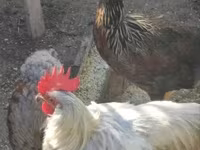 Chickens — fotografija 1