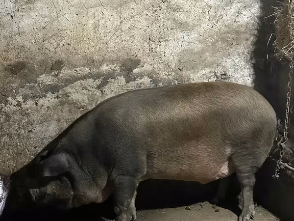 Knur, Świnie