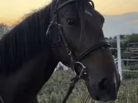 Кобила, Nonius horse — фото 4