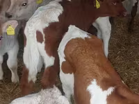 Bik, Simmental cattle — fotografija 2