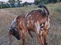 Billy Goat, Nubian Goat — photo 4