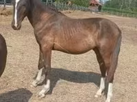 حصان, Lipizzaner — الصورة 1