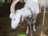 Goat, Saanen goat — photo 3
