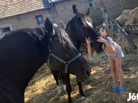 حصان, Nonius horse — الصورة 3