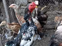 Chickens — photo 2