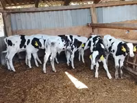 Buğa, Russian Black pied cattle — foto 3
