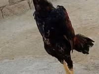 Chickens — fotografija 6