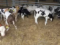 Bull, Simmental cattle — photo 2