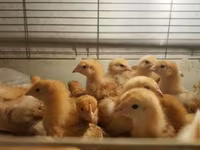 Chickens — Foto 2