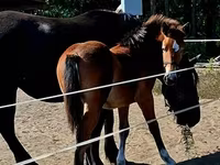 Toychoq, Haflinger — 1-rasm