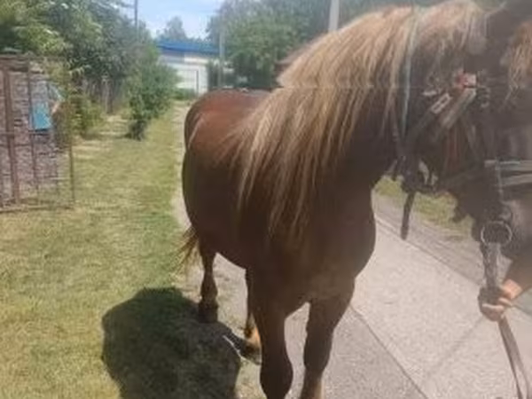 Cavalo, Cavalos