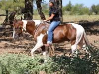 Koń, American paint horse — zdjęcie 3