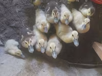 Ducks — photo 3