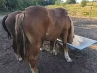 Koń, Konie — zdjęcie 2